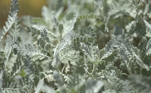 Flora of Gran Canaria - leaves of Gonospermum ptarmicaeflorum aka silver tansy, endemic and endangered species natural macro floral background
 photo