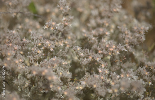 Flora of Gran Canaria - Polycarpaea plant with small white-pink flowers © Tamara Kulikova