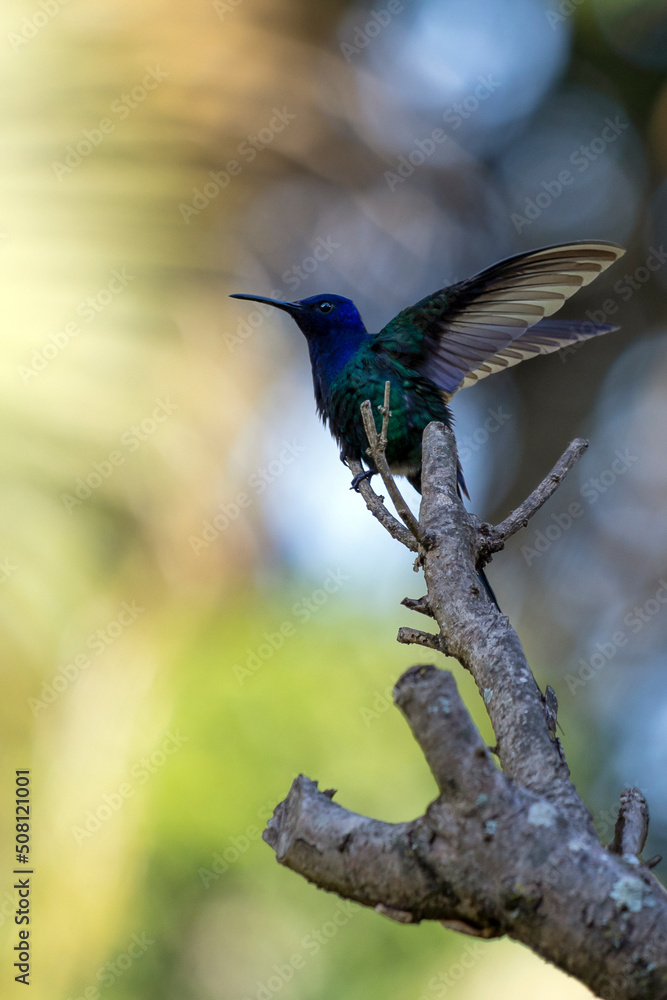 The swallow-tailed hummingbird perched on a branch of a tree in the forest. Its tail resembles scissors. The specie Eupetomena macroura also know as Beija-flor Tesoura. Birdwatching. Animal World. The swallow-tailed hummingbird perched on a branch of a tree in the forest. Its tail resembles scissors. The specie Eupetomena macroura also know as Beija-flor Tesoura. Birdwatching. Animal World.