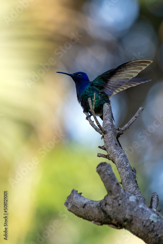 The swallow-tailed hummingbird perched on a branch of a tree in the forest. Its tail resembles scissors. The specie Eupetomena macroura also know as Beija-flor Tesoura. Birdwatching. Animal World.