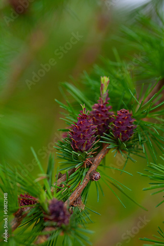 Larch leafs and cones in spring  close up