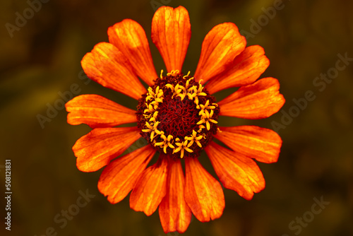 Orange flower   close - up . Flower bud shot from above.