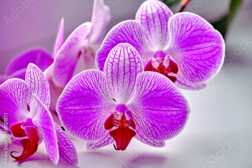 Orchid blooms   close - up . Pink flower on a white background. Blooming flowers in spring.