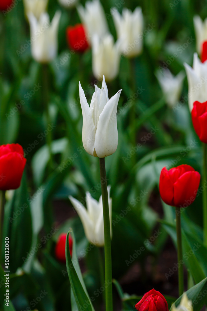 Tulip White Triumphator in spring garden Tulip White Triumphator in spring garden