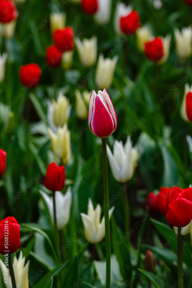  White and red tulip in spring garden
