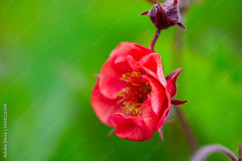 Fototapeta premium Geum Flames of Passion growing in spring