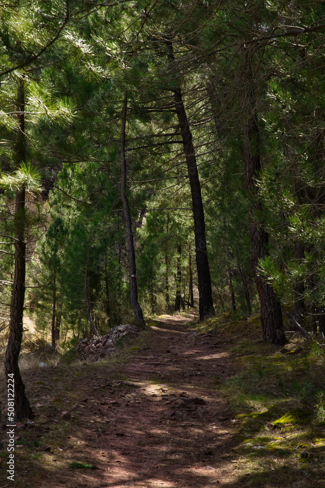 Path through a pine forest