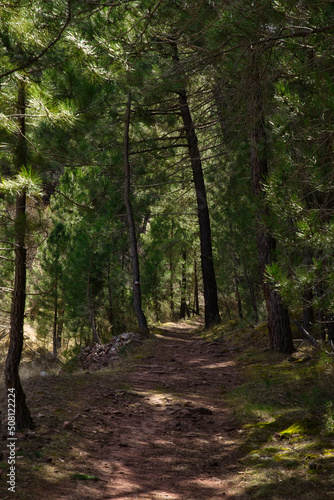 Path through a pine forest © Juan Martínez 