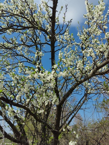 Blossoming plum tree