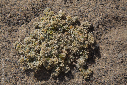 Flora of Gran Canaria - Polycarpaea nivea plant native to Canary Islands photo