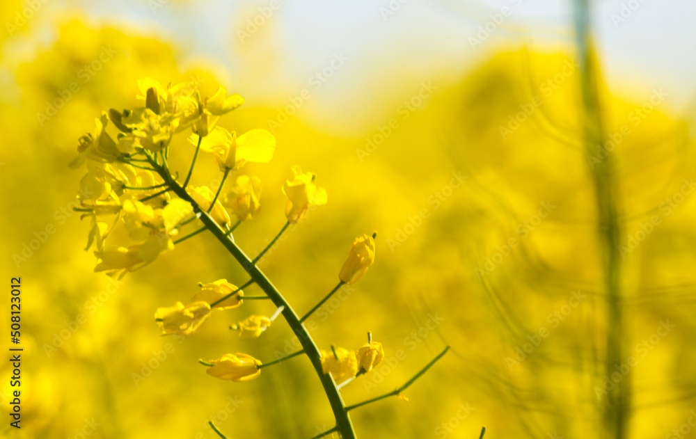 Obraz premium yellow mustard plants on a field