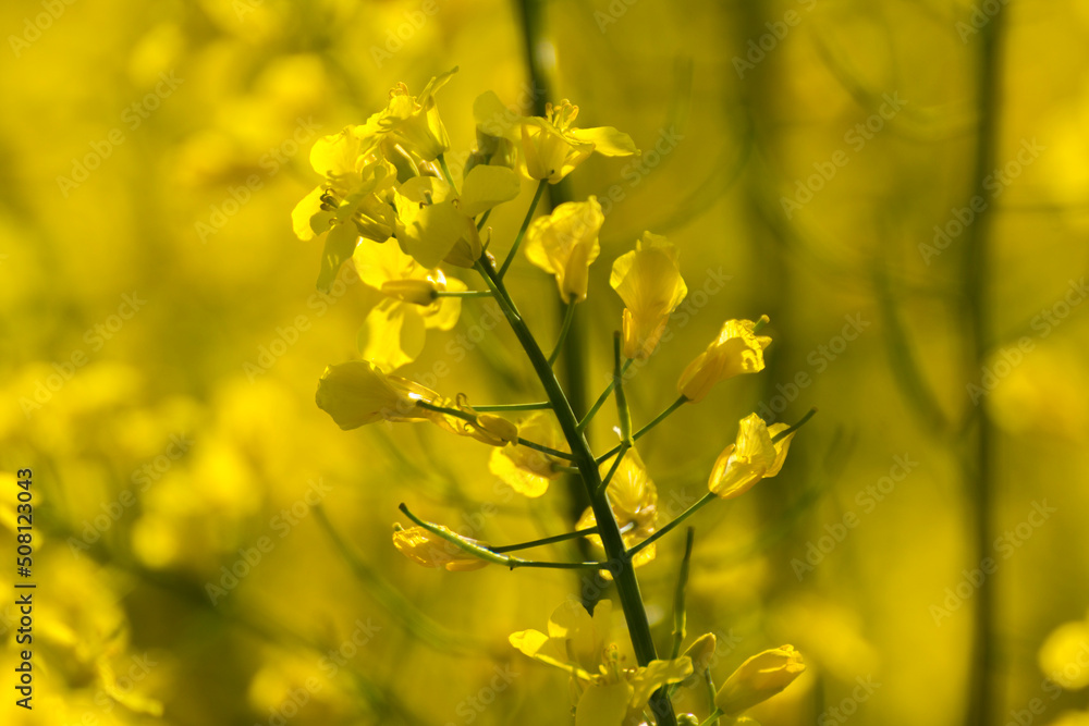 yellow mustard plants on a field