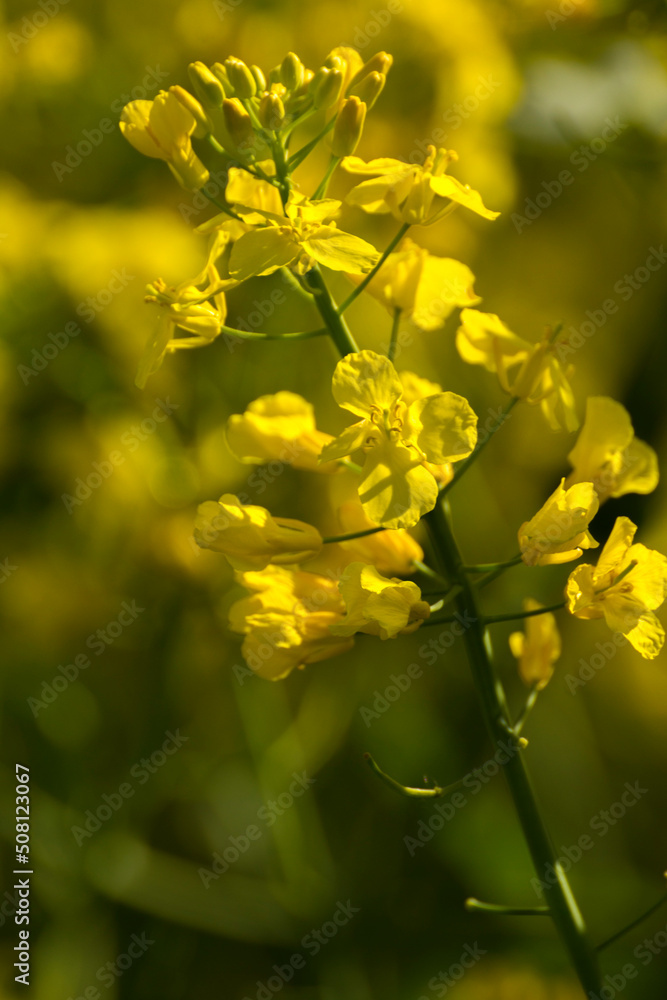 yellow mustard plant against the backdrop of green nature yellow mustard plant against the backdrop of green nature