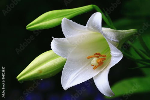 blooming Longflower Lily(Easter Lily,White Trumpet Lily) flower with raindrops,close-up of white lily flower blooming in the garden at a rainy day