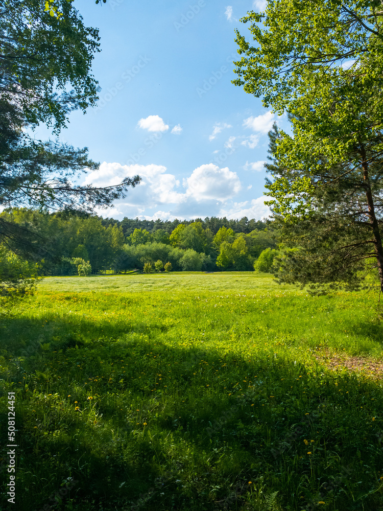 Naklejka premium field and sky