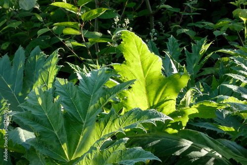 Neophyte, giant hogweed in the sun