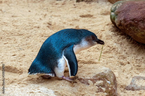 Little Blue Penguin (Eudyptula minor) photo