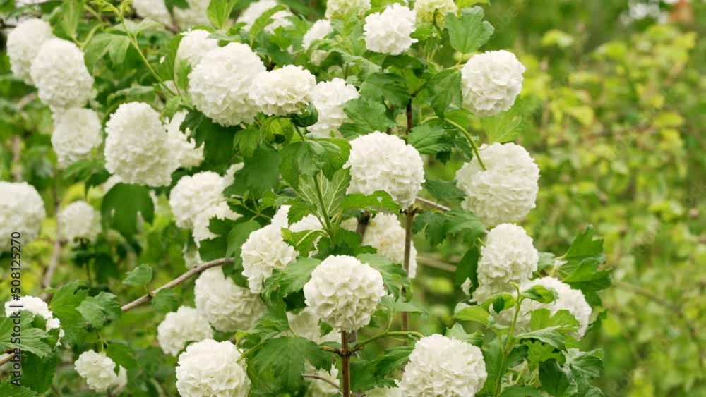 Beautiful viburnum buldenezh bush trembles from wind in garden. White flowers growing in countryside garden. Amazing view of nature Beautiful viburnum buldenezh bush trembles from wind in garden. White flowers growing in countryside garden. Amazing view of nature