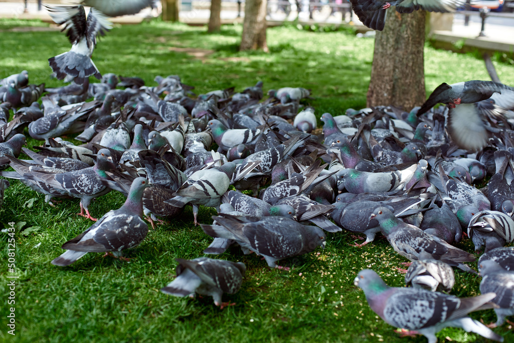 Obraz premium A flock of pigeons in the park. Feeding pigeons. Pigeons peck on the lawn.