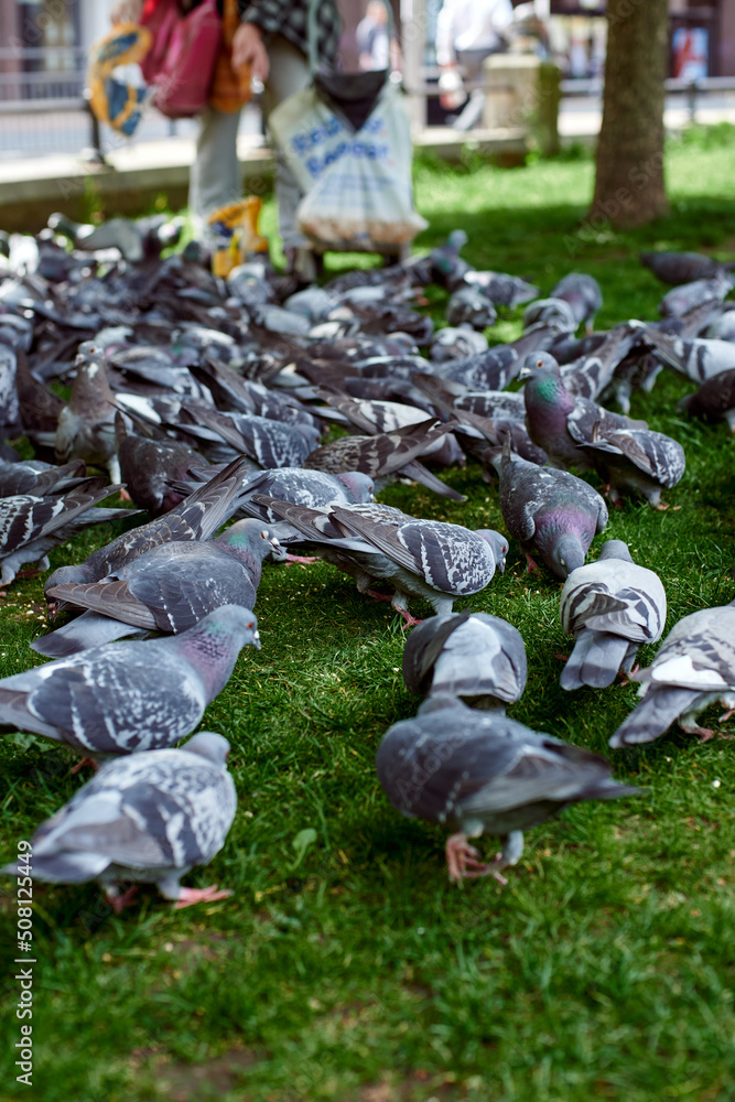 Obraz premium A flock of pigeons in the park. Feeding pigeons. Pigeons peck on the lawn.
