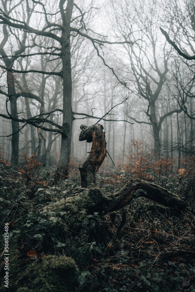 Fototapeta premium Nebel im Winter in einem Wald Stimmungvoll