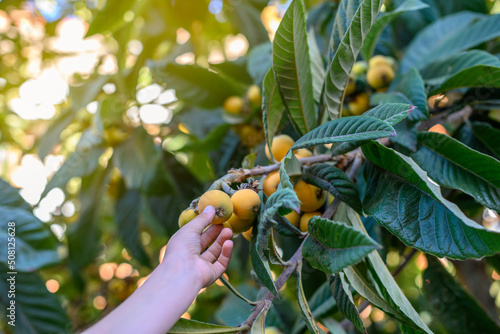 Konstfotografi Hand picks a loquat tree