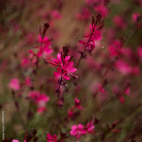 natural macro floral background with flowering pink Oenothera lindheimeri, Indian feather flower photo