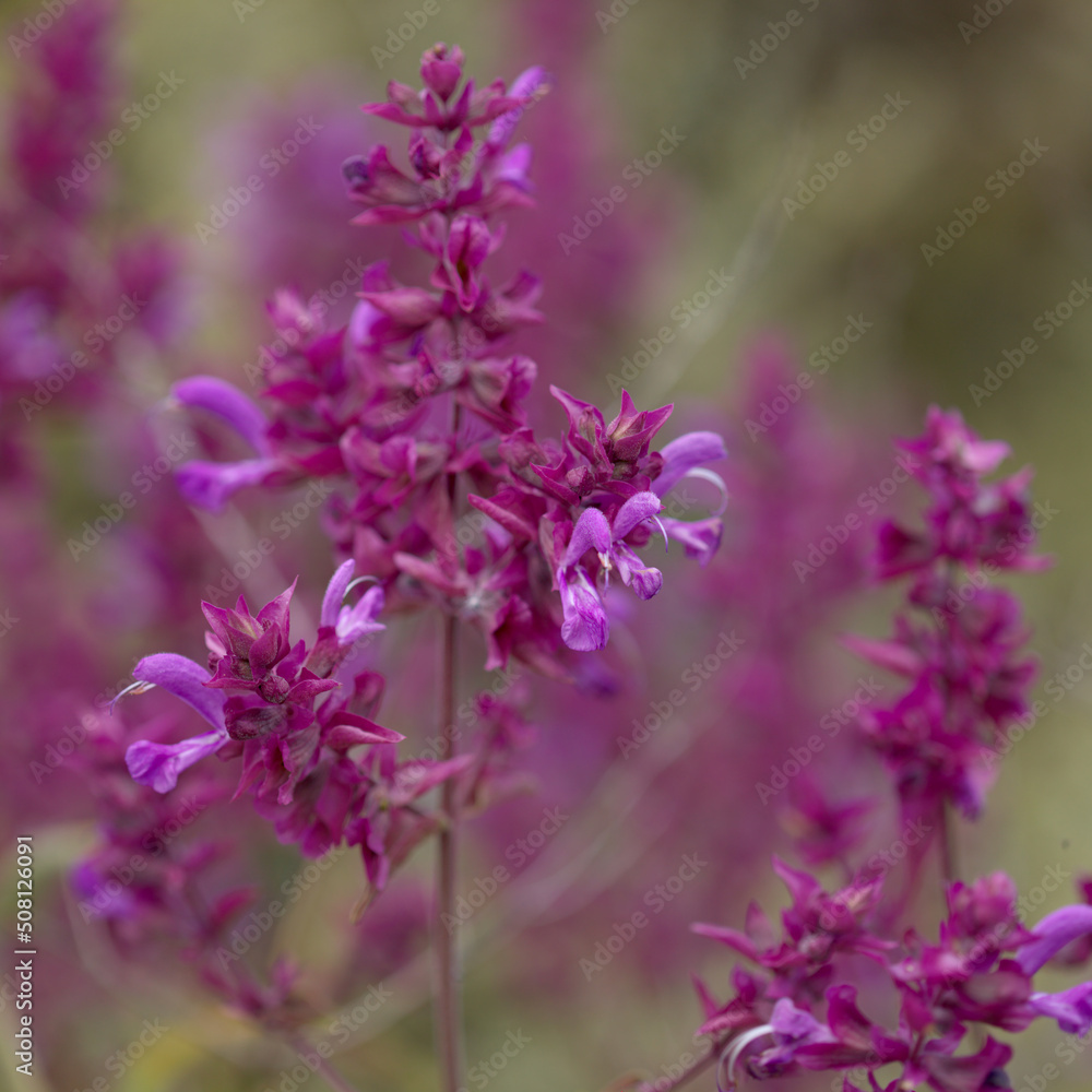 Flora of Gran Canaria - Salvia canariensis, Canary Island sage natural macro floral background
