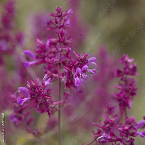 Flora of Gran Canaria - Salvia canariensis, Canary Island sage natural macro floral background 