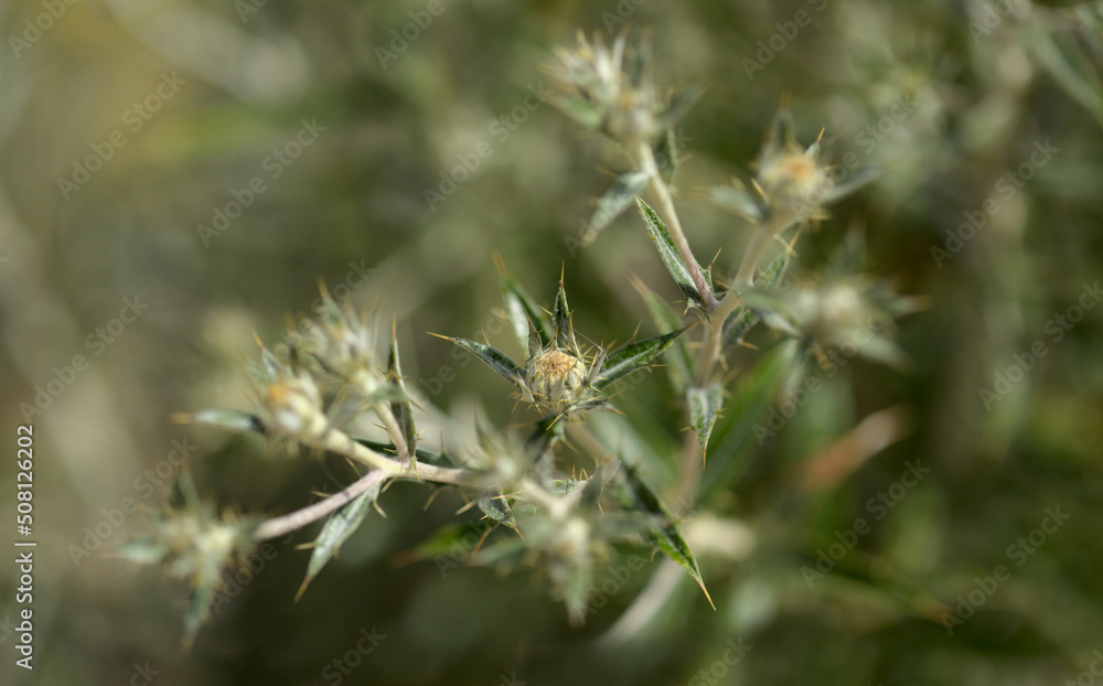 Flora of Gran Canaria - Carlina salicifolia, species of thistle found in Macaronesia, natural macro floral background
Flora of Gran Canaria - Carlina salicifolia, species of thistle found in Macaronesia, natural macro floral background