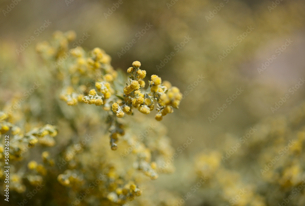 Flora of Gran Canaria - Artemisia thuscula, locally called Incense due to its highly aromatic properties, natural macro floral background
Flora of Gran Canaria - Artemisia thuscula, locally called Incense due to its highly aromatic properties, natural macro floral background