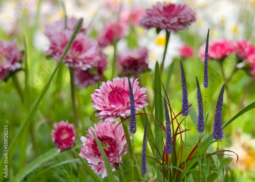  wildflowers  chamomile and daisies white and pink on a green field with grass blue sky and rainbow summer countryside nature background 