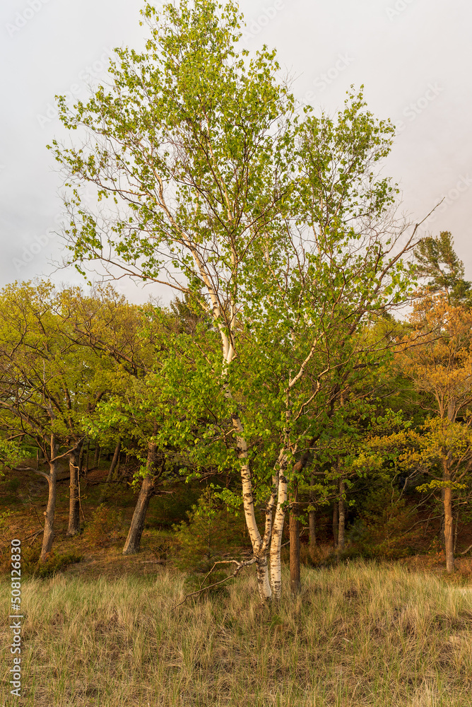 Single Betula papyrifera white birch on a sandy Michigan beach