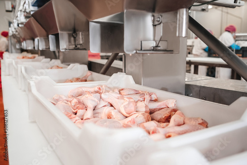 The meat factory.Automated production line in modern food factory.Containers on a conveyor line with raw chicken drumstick.Factory for the production of food from meat,poultry.Conveyor Belt Food.