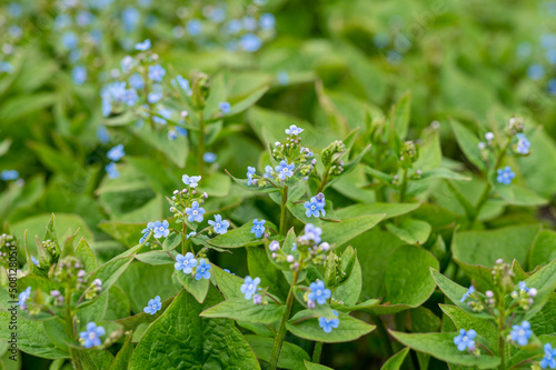 Brunnera sibirica blue flowers spring background. Photo. photo