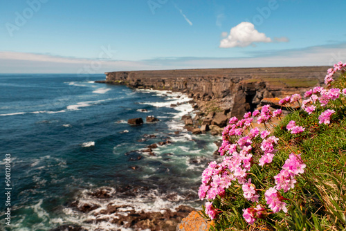 Beautiful wild flowers grow on edge of a cliff. Aran island. county, Galway, Ireland. Irish landscape. Warm sunny day. Blue cloudy sky. Travel and tourism area. Stunning nature scenery