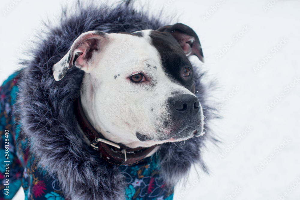 a black and white dog in a jumpsuit with a fur hood. A dog on a winter walk