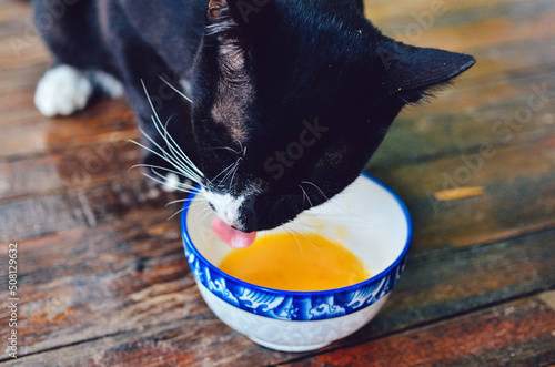 cute cat eating raw egg