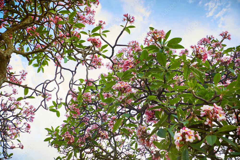 light pink plumeria frangipani blossoms in tree