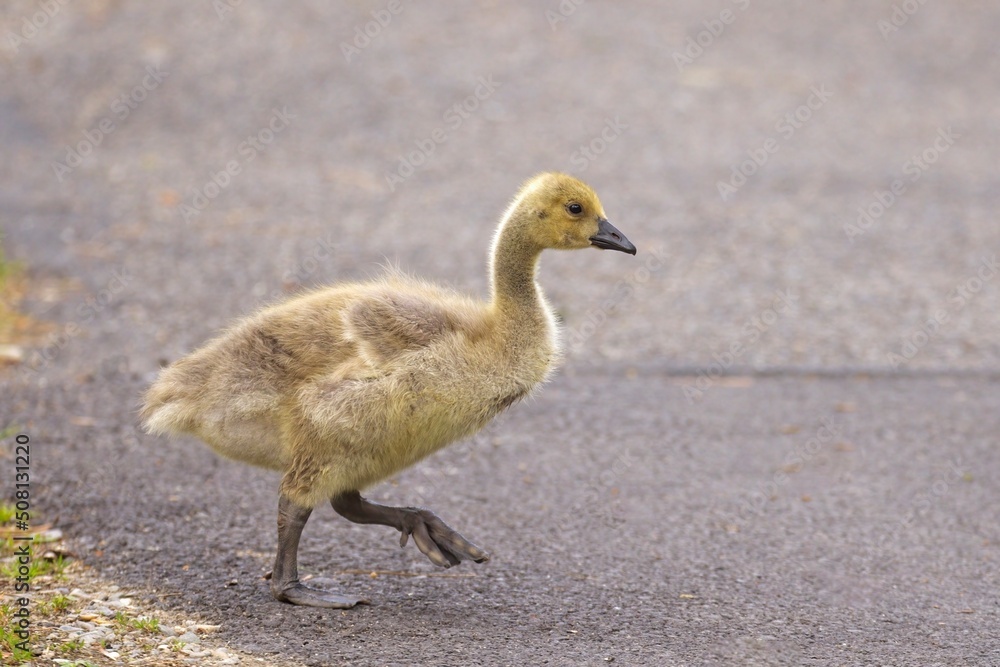 Older gosling walks across the pavement. Older gosling walks across the pavement.