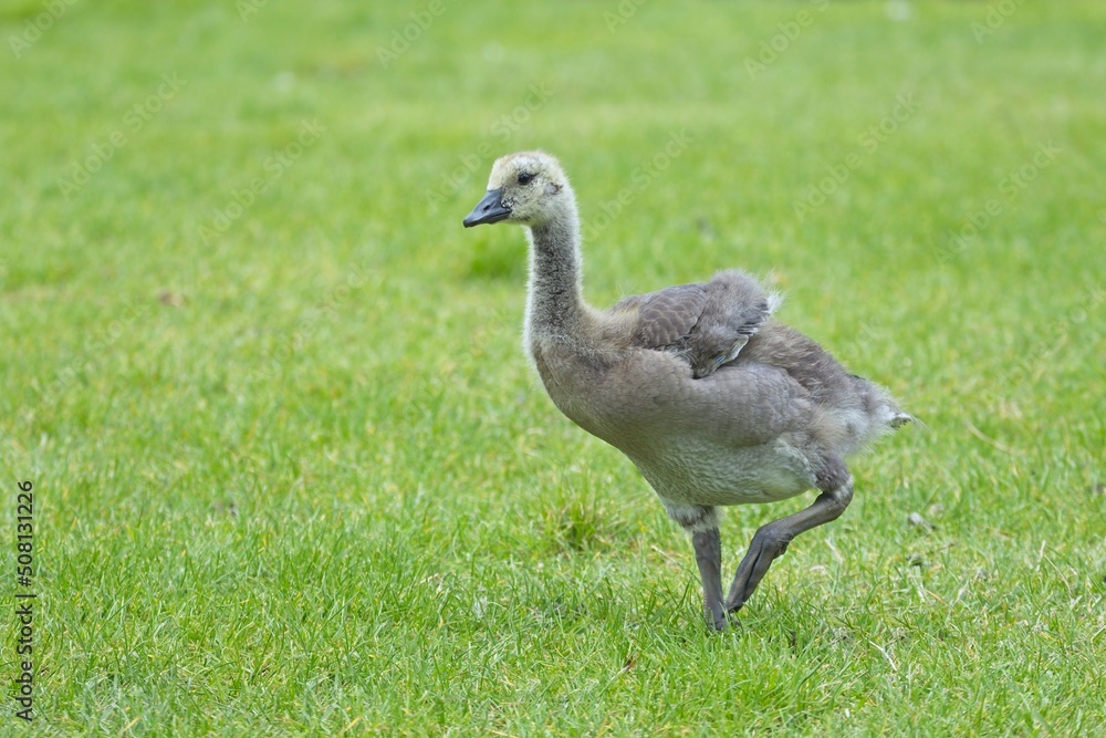 Older gosling walks in the grass. Older gosling walks in the grass.