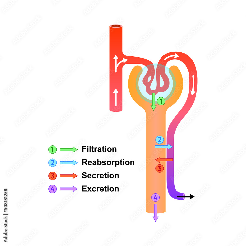 Scientific Designing of Urine Formation. Glomerular Filtration