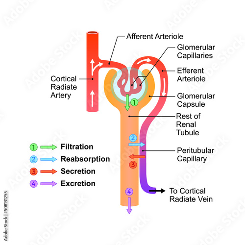 Scientific Designing of Urine Formation. Glomerular Filtration, Reabsorption And Secretion. Colorful Symbols. Vector Illustration.
