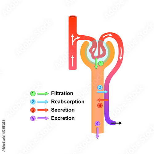 Scientific Designing of Urine Formation. Glomerular Filtration, Reabsorption And Secretion. Colorful Symbols. Vector Illustration. photo