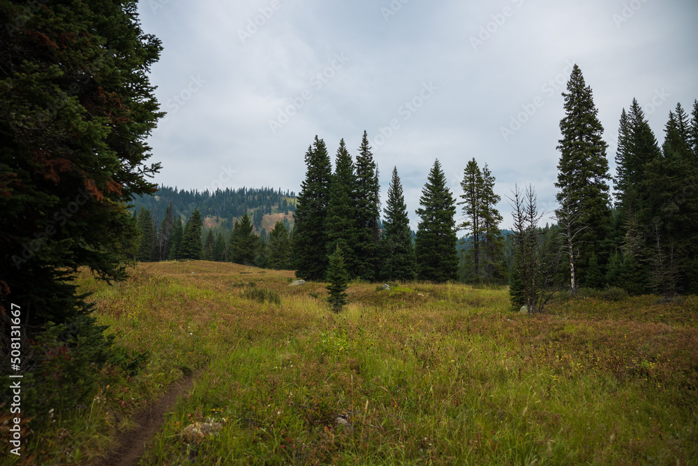forest meadow in the mountains with overcast skies