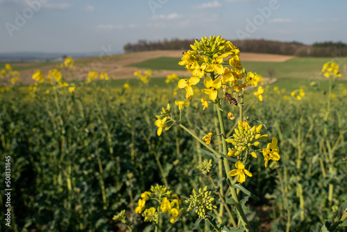 A bee flies to rapeseed blossoms  in the background a rapeseed field and other agricultural areas