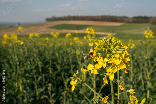A bee flies to rapeseed blossoms, in the background a rapeseed field and other agricultural areas