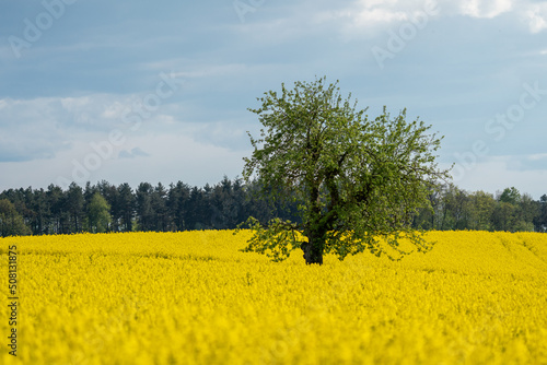 A tree standing in a rapeseed field