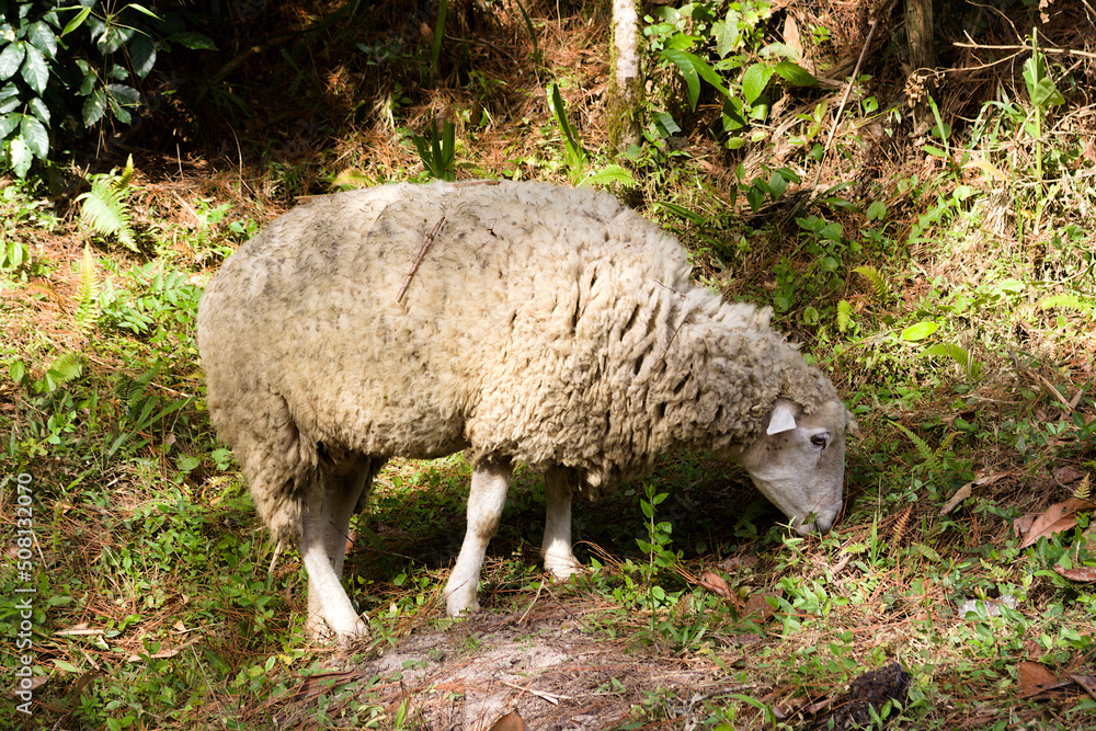 Pictures of some sheep feeding near a river. Pictures of some sheep feeding near a river.