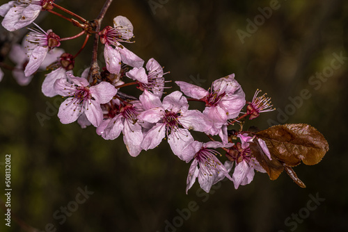 Photography Pink Flowers of Flowering Plum (Prunus 'Thundercloud')
